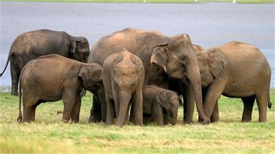 Elphants... Elephas maximus maximus - subspecies native to Sri Lanka.