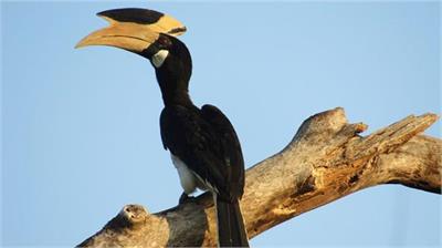 Malabar Hornbill...