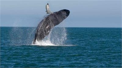 Whale watching... not just an adventure...