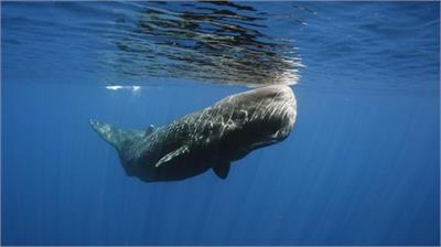 A sperm whale swiminng freely...