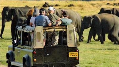 Yala safari... It